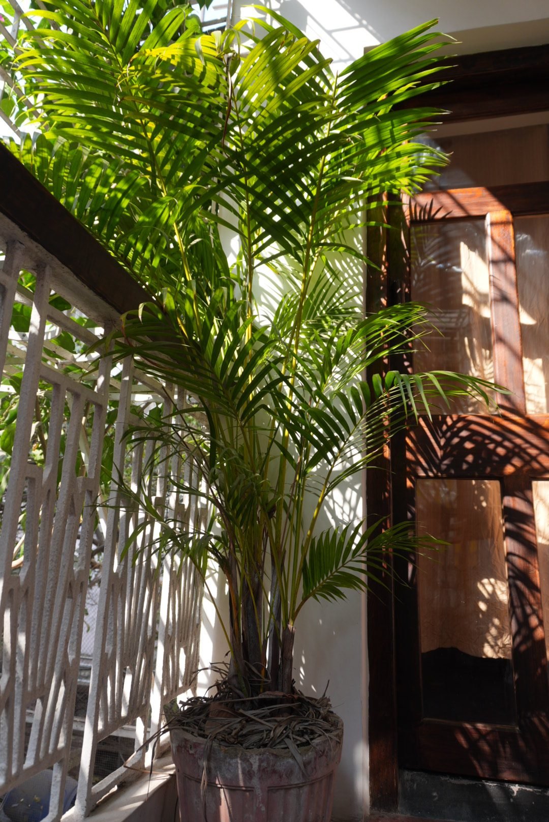 Twin Lounge at Central balcony with plants and sunlight